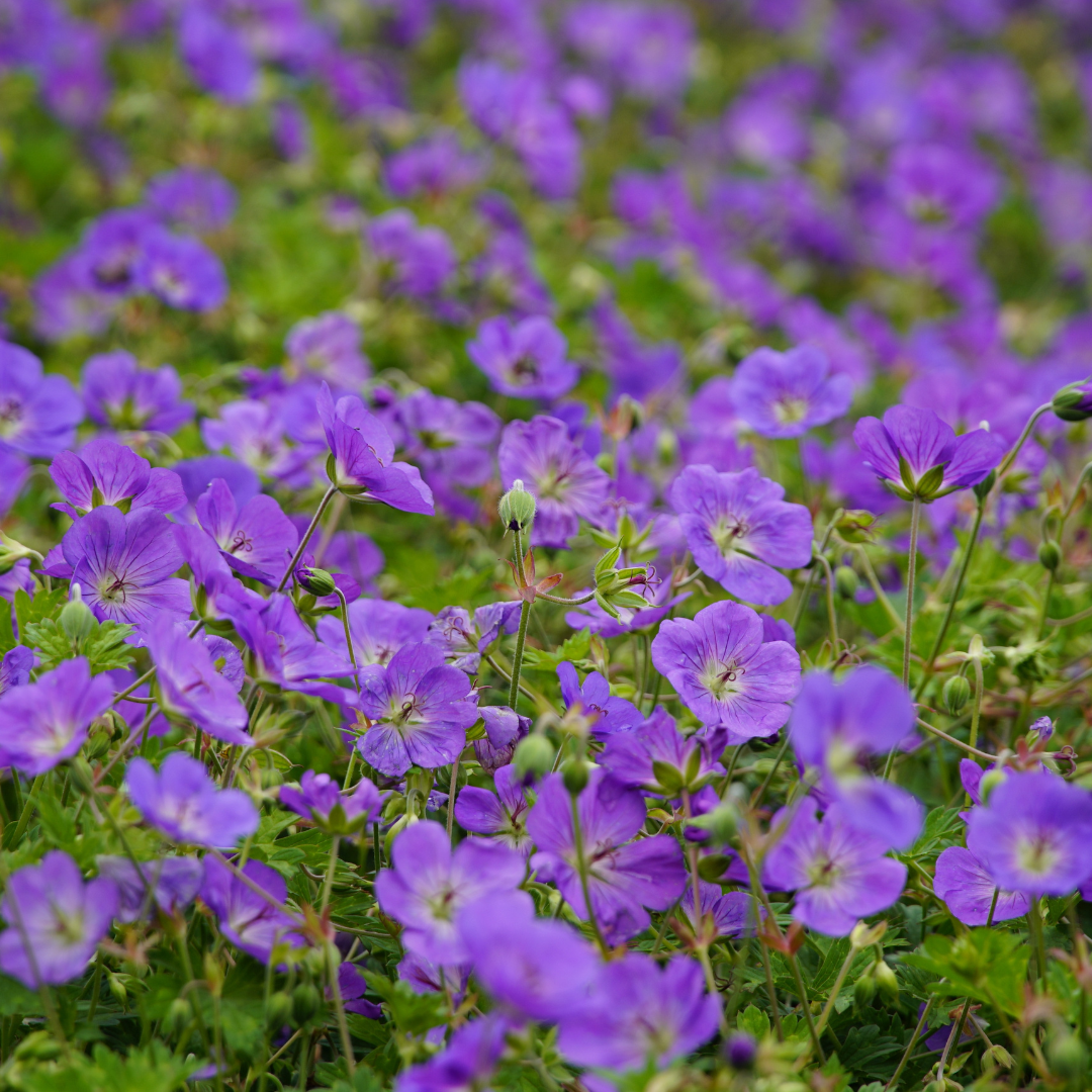 Entretien - Géranium Vivace (Geranium) : Guide pratique - La Green Touch