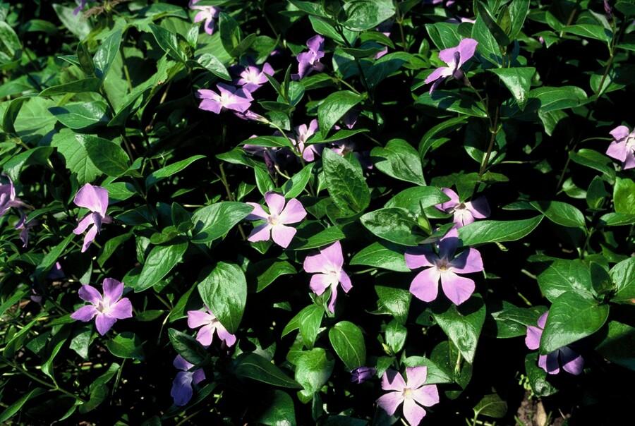 Entretien - Grande Pervenche (Vinca major) : Guide pratique - La Green Touch