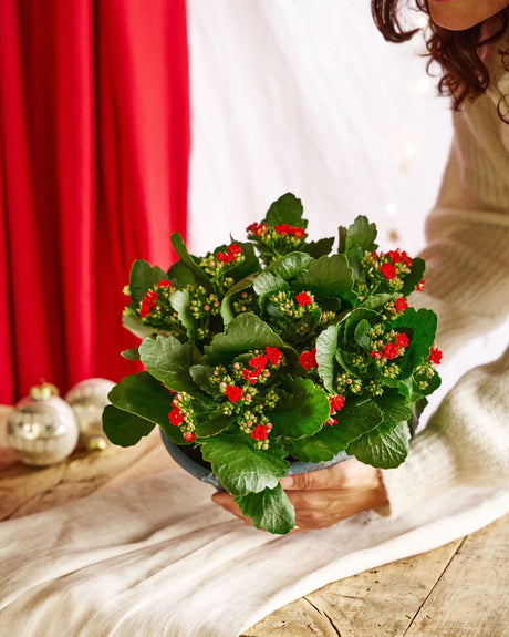 Entretien - Kalanchoe Single Red: Guide pratique - La Green Touch