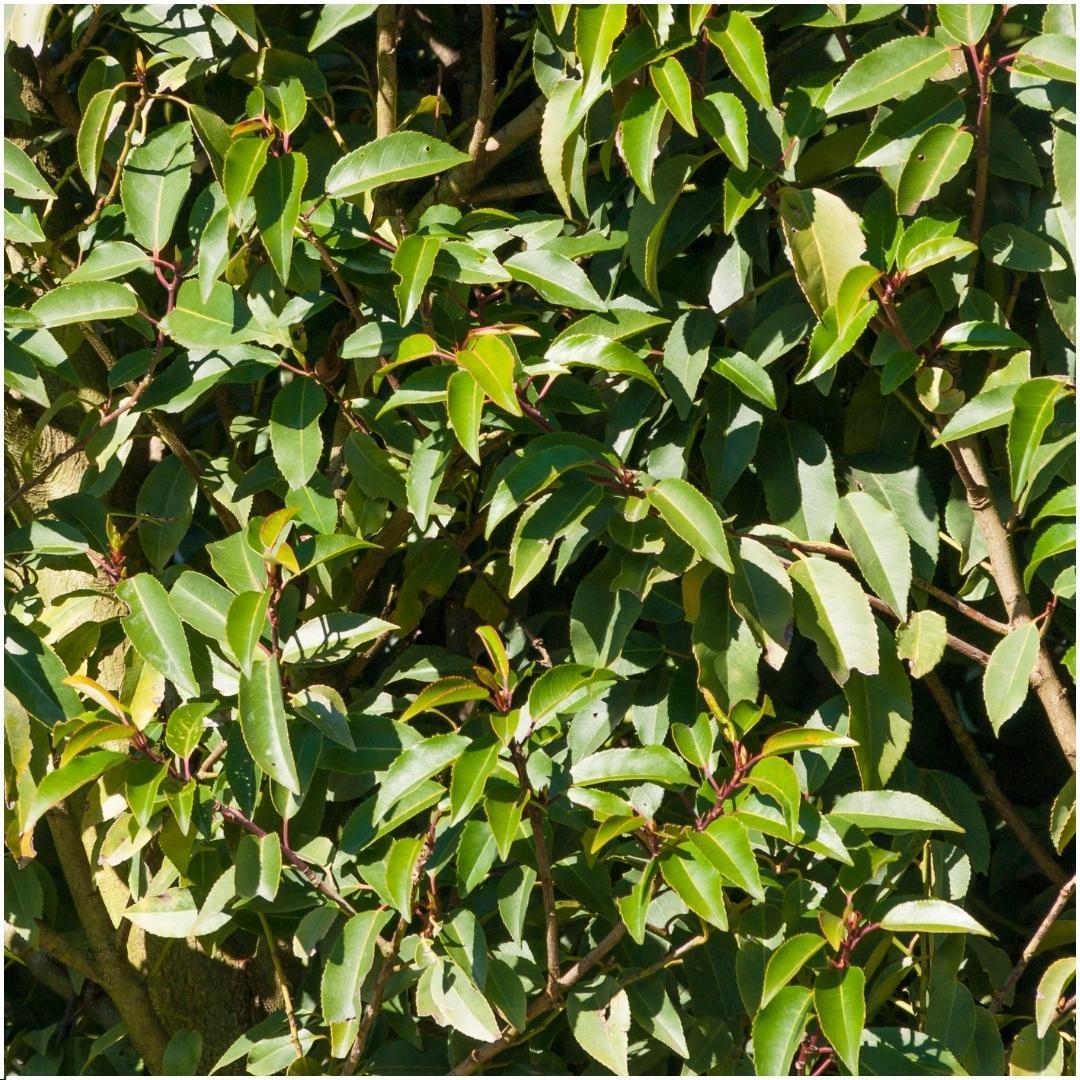 Entretien - Laurier Portugais (Prunus lusitanica) : Guide pratique - La Green Touch