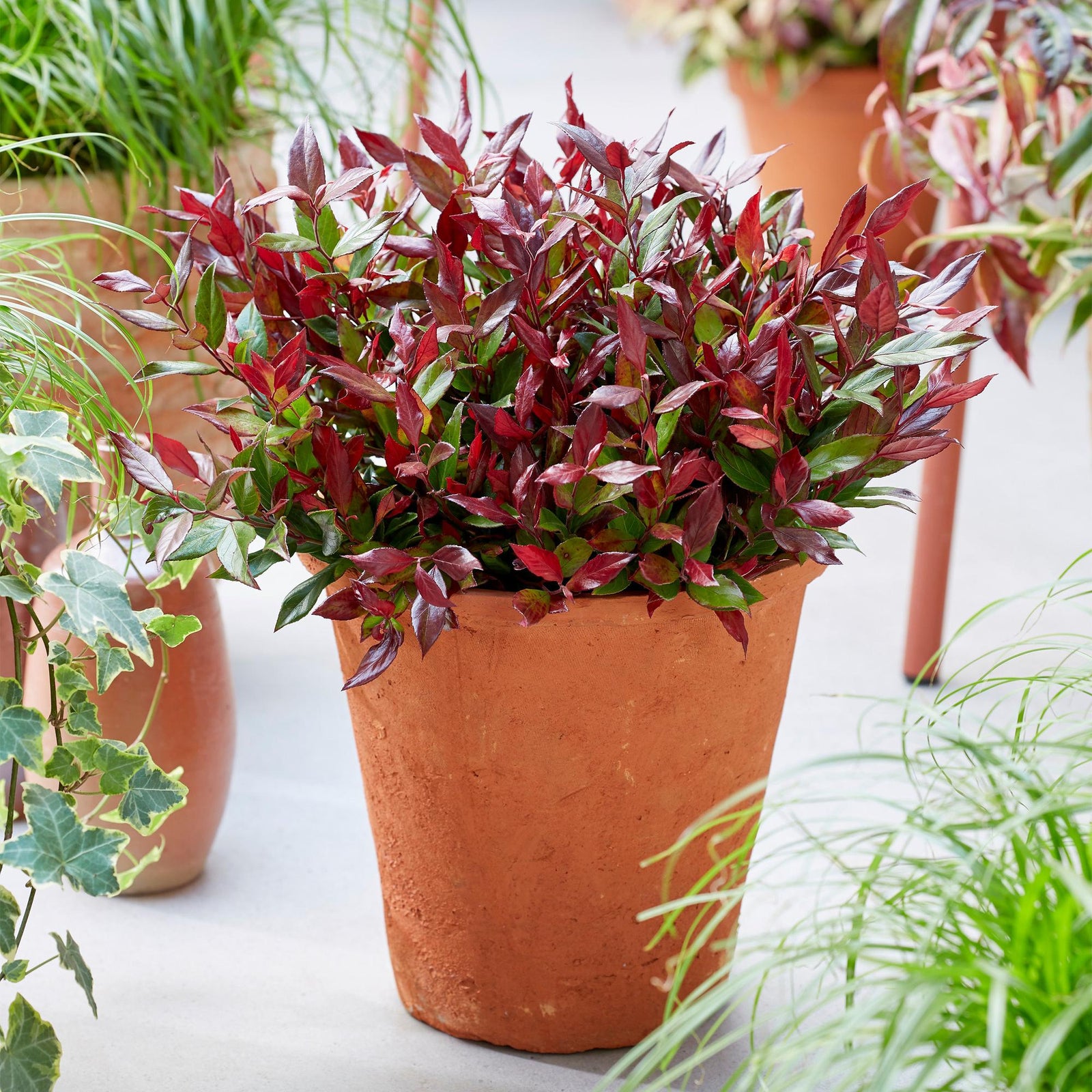 Entretien - Leucothoé (Leucothoe fontanesiana) : Guide pratique - La Green Touch