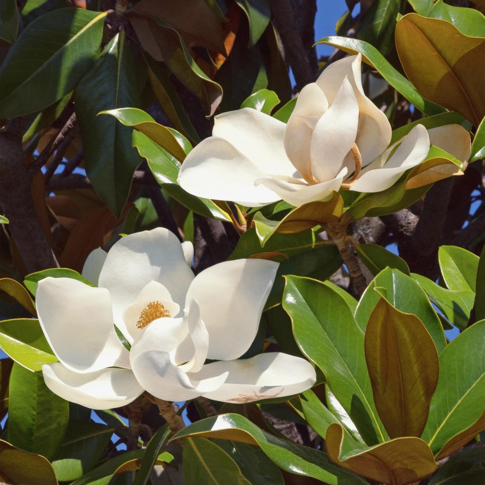 Entretien - Magnolia À Grandes Fleurs (Magnolia grandiflora) : Guide pratique - La Green Touch