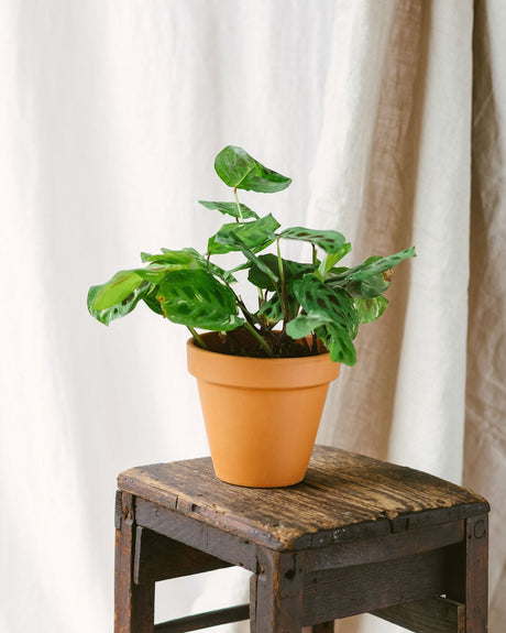 Entretien - Maranta Variegata: Guide pratique - La Green Touch