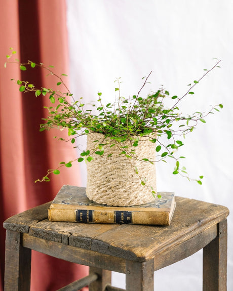 Entretien - Muehlenbeckia Maori: Guide pratique - La Green Touch