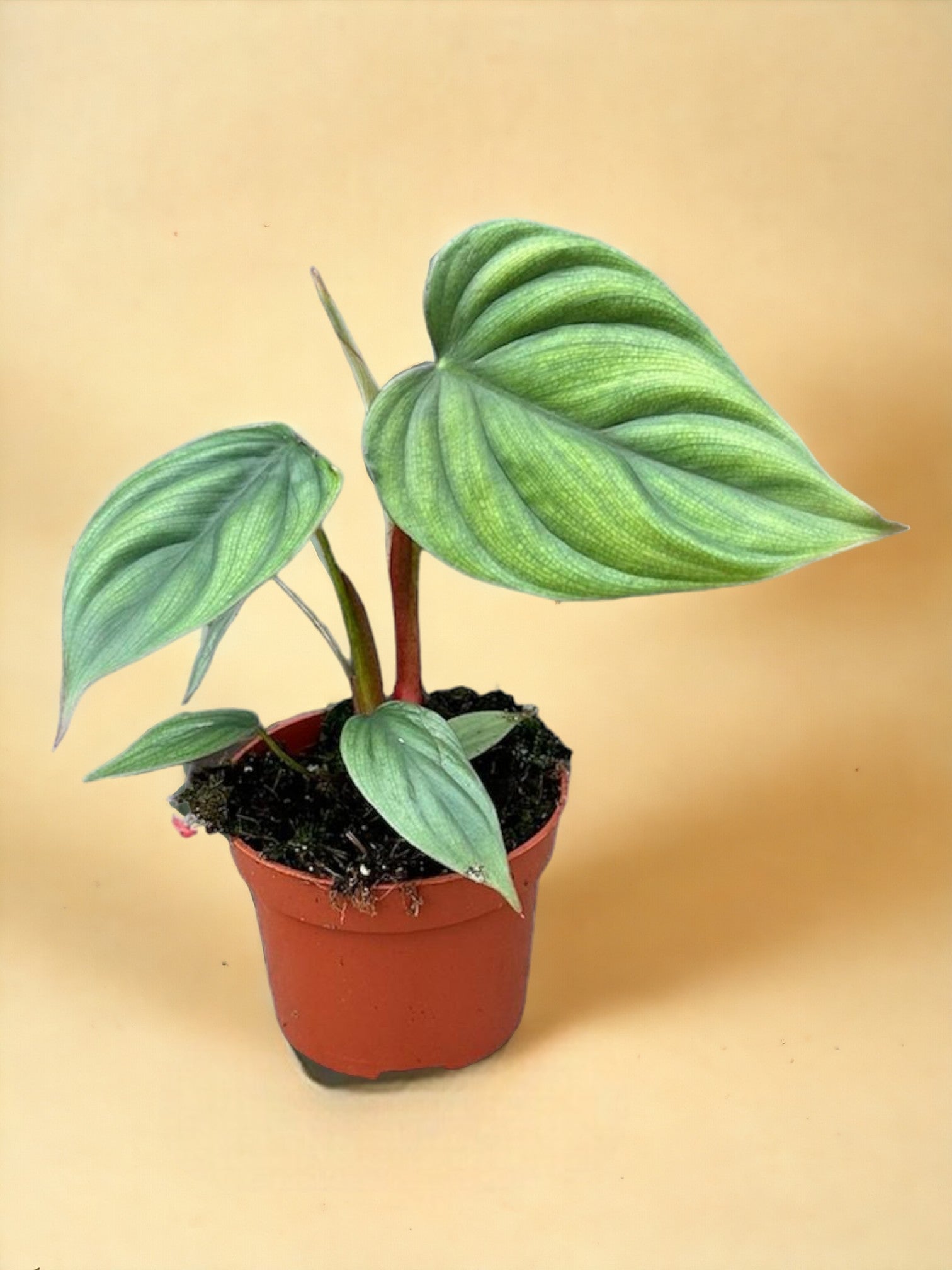 Entretien - Philodendron Colombia: Guide pratique - La Green Touch