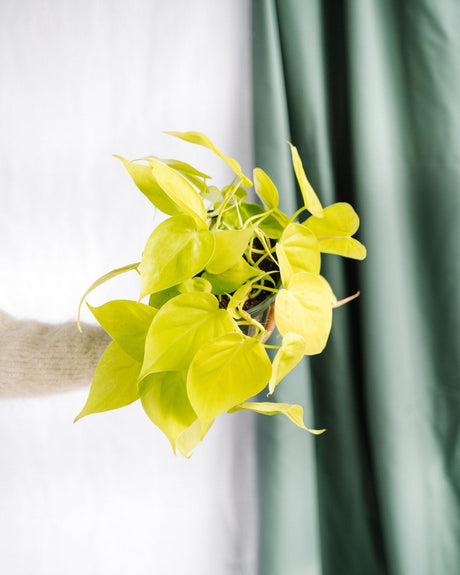Entretien - Philodendron Lime: Guide pratique - La Green Touch
