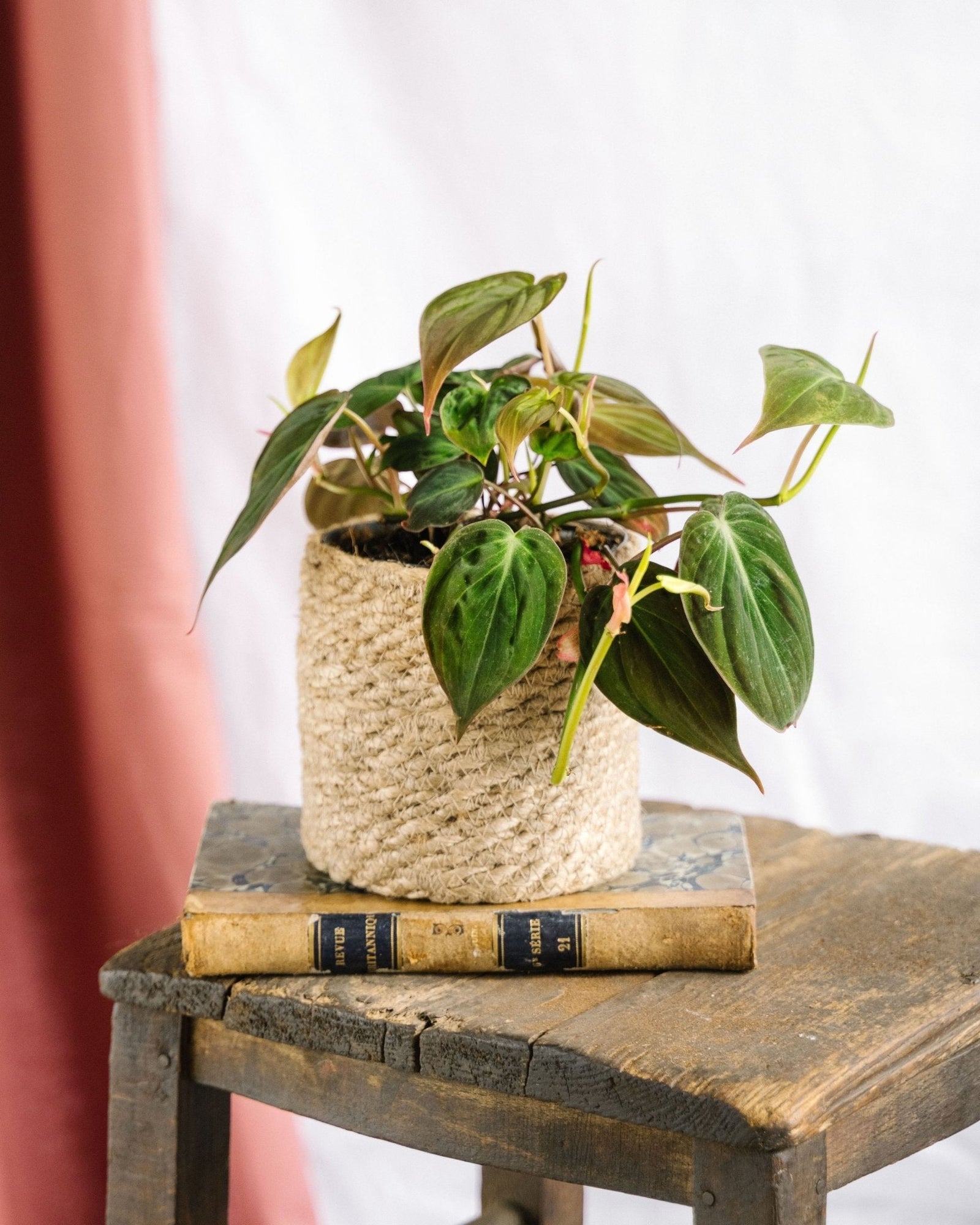 Entretien - Philodendron Micans: Guide pratique - La Green Touch