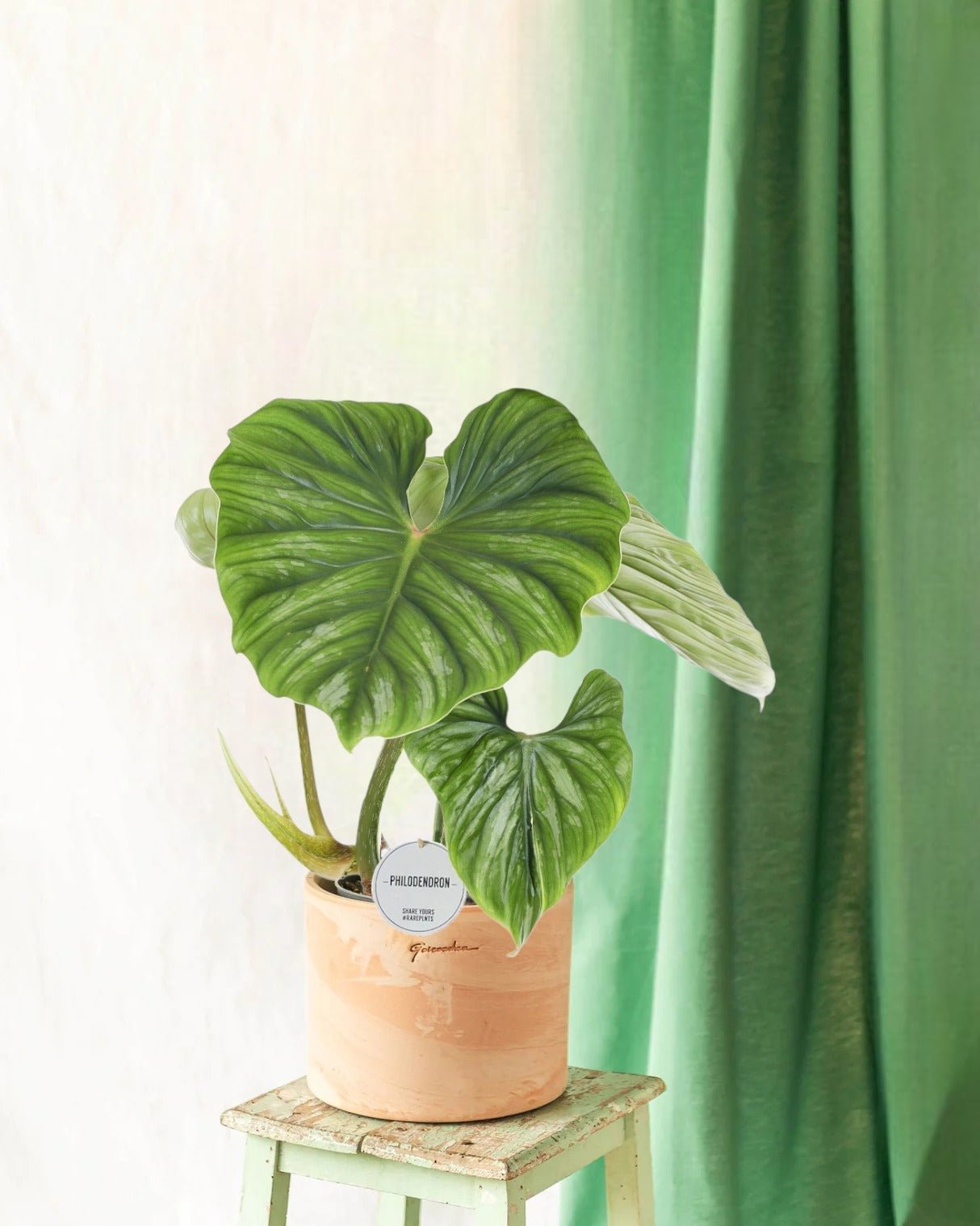 Entretien - Philodendron Plowmanii: Guide pratique - La Green Touch