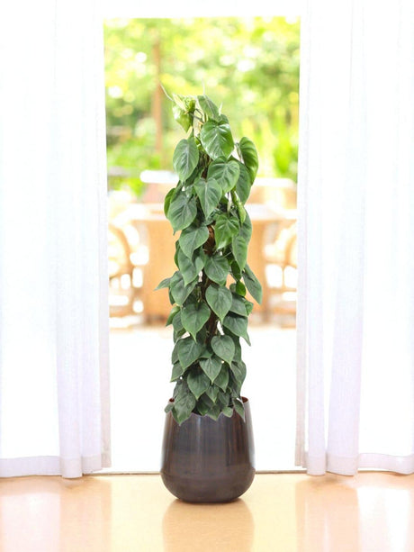 Entretien - Philodendron Scandens: Guide pratique - La Green Touch