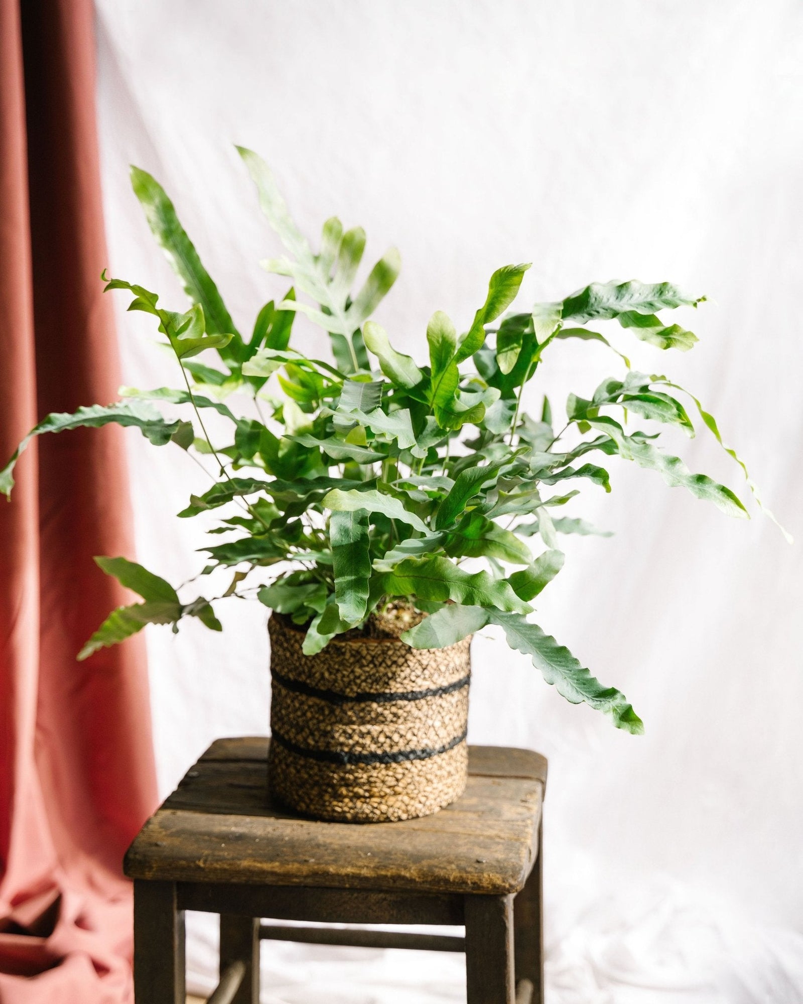 Entretien - Phlebodium Blue Star: Guide pratique - La Green Touch