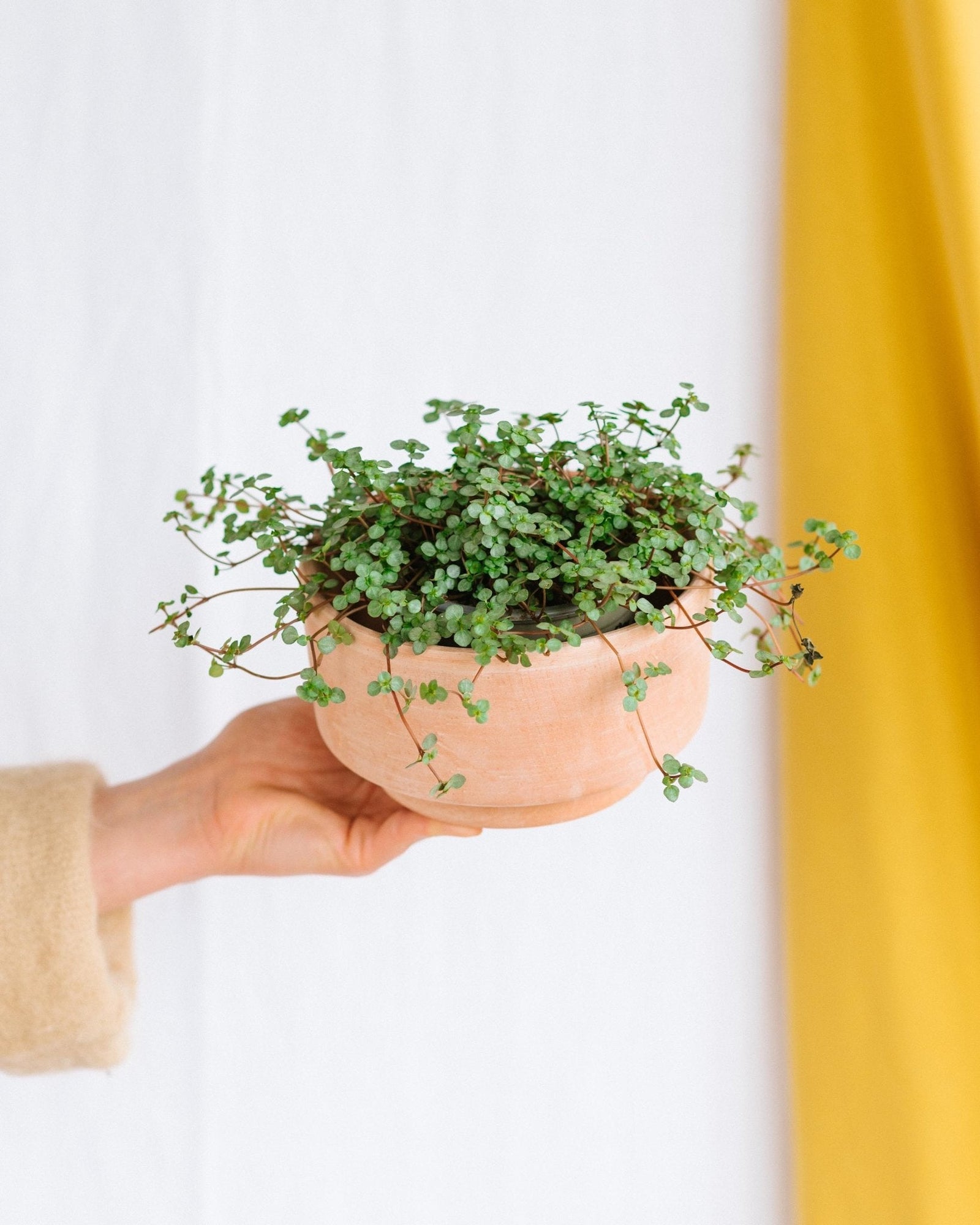 Entretien - Pilea Glauca Grezy: Guide pratique - La Green Touch