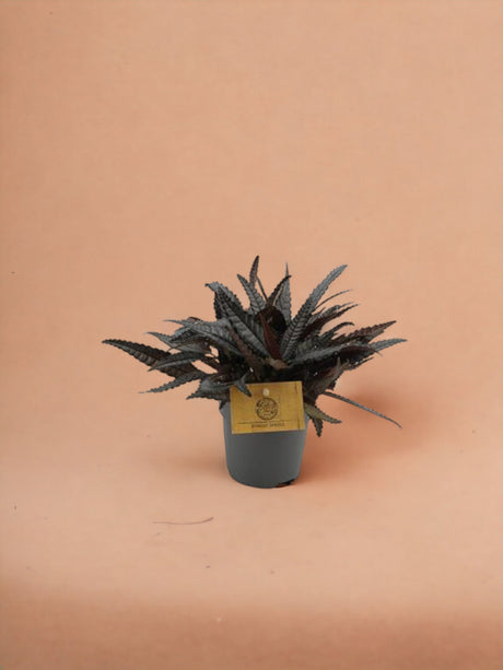 Entretien - Pilea Hitchcockii: Guide pratique - La Green Touch