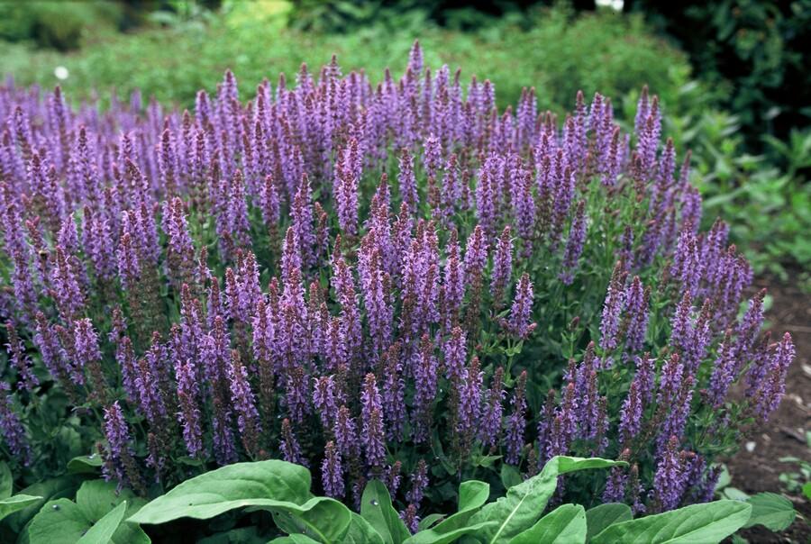 Entretien - Sauge Des Bois (Salvia nemorosa) : Guide pratique - La Green Touch