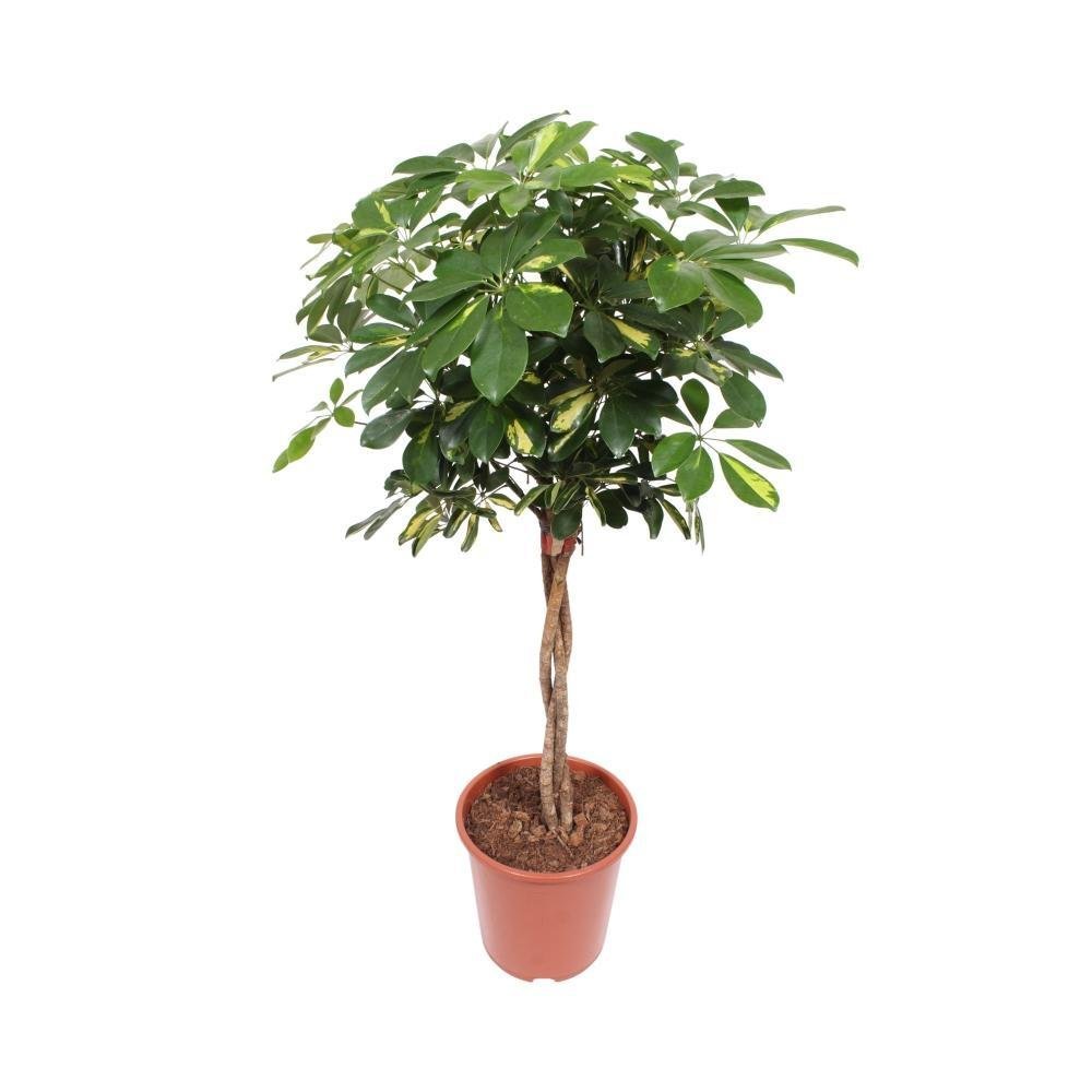 Entretien - Schefflera Capella: Guide pratique - La Green Touch