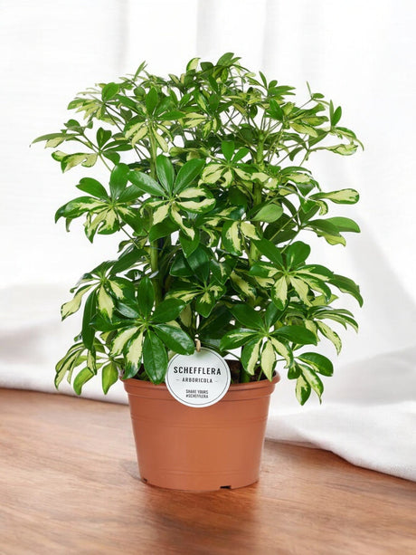 Entretien - Schefflera Gerda: Guide pratique - La Green Touch