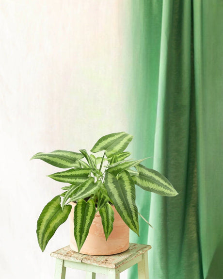 Entretien - Schismatoglosttis Wallichii: Guide pratique - La Green Touch