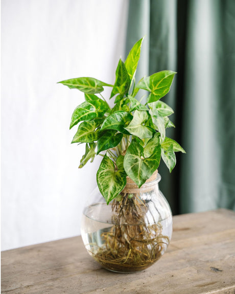 Entretien - Syngonium Pixie: Guide pratique - La Green Touch