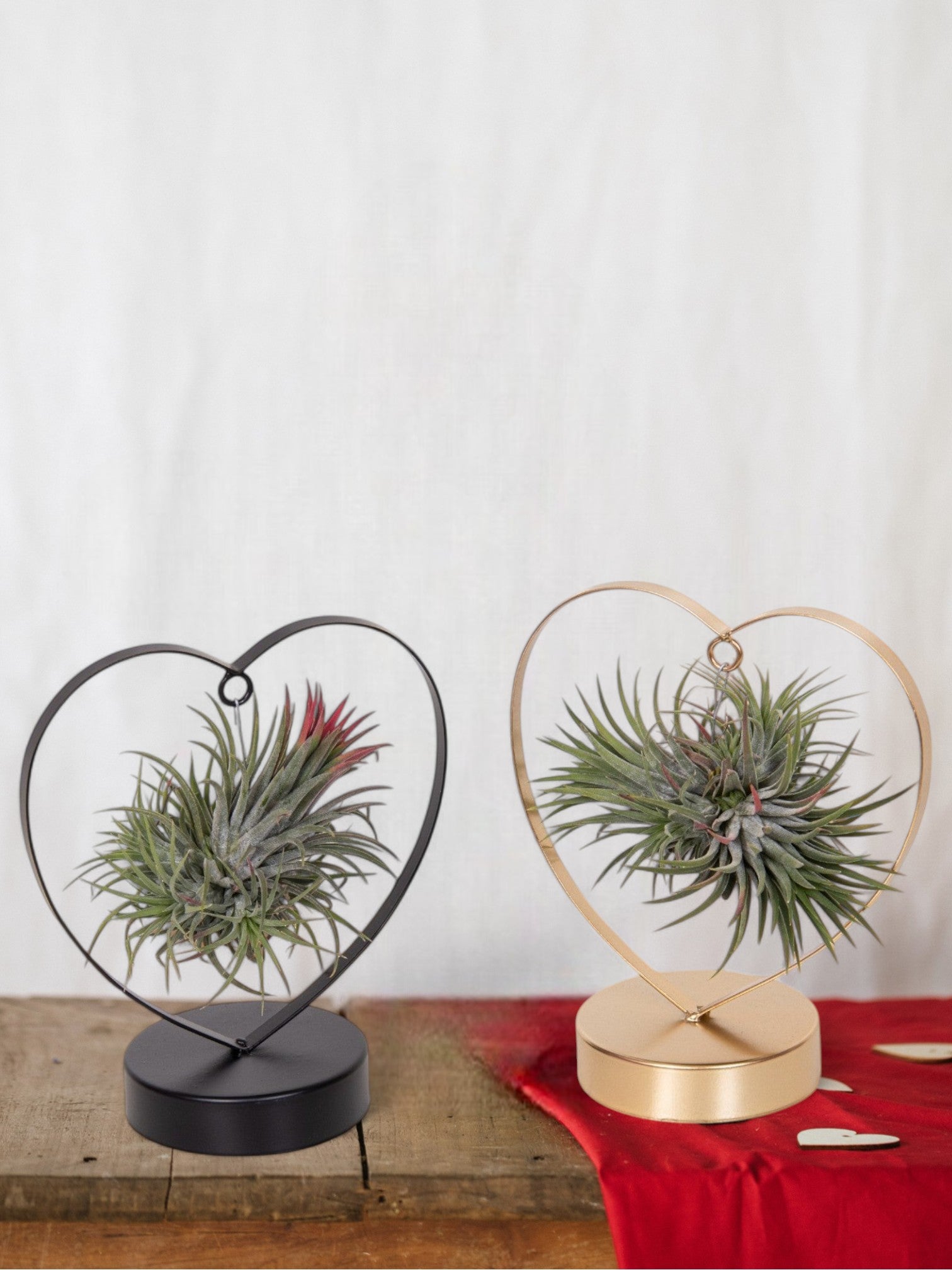 Entretien - Tillandsia King Xero: Guide pratique - La Green Touch
