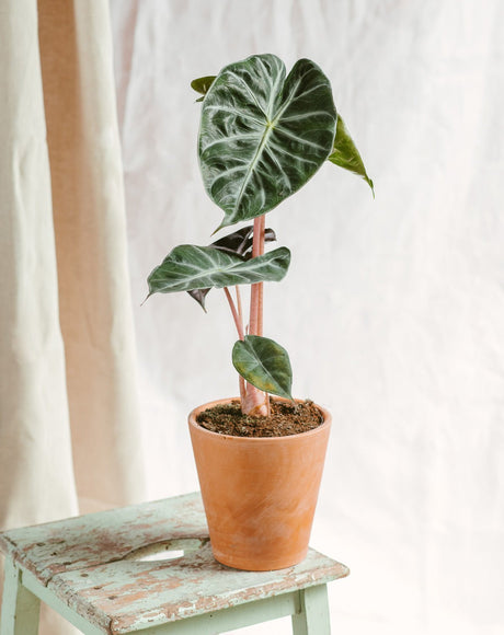 Guide d'entretien Alocasia Pink Dragon - La Green Touch
