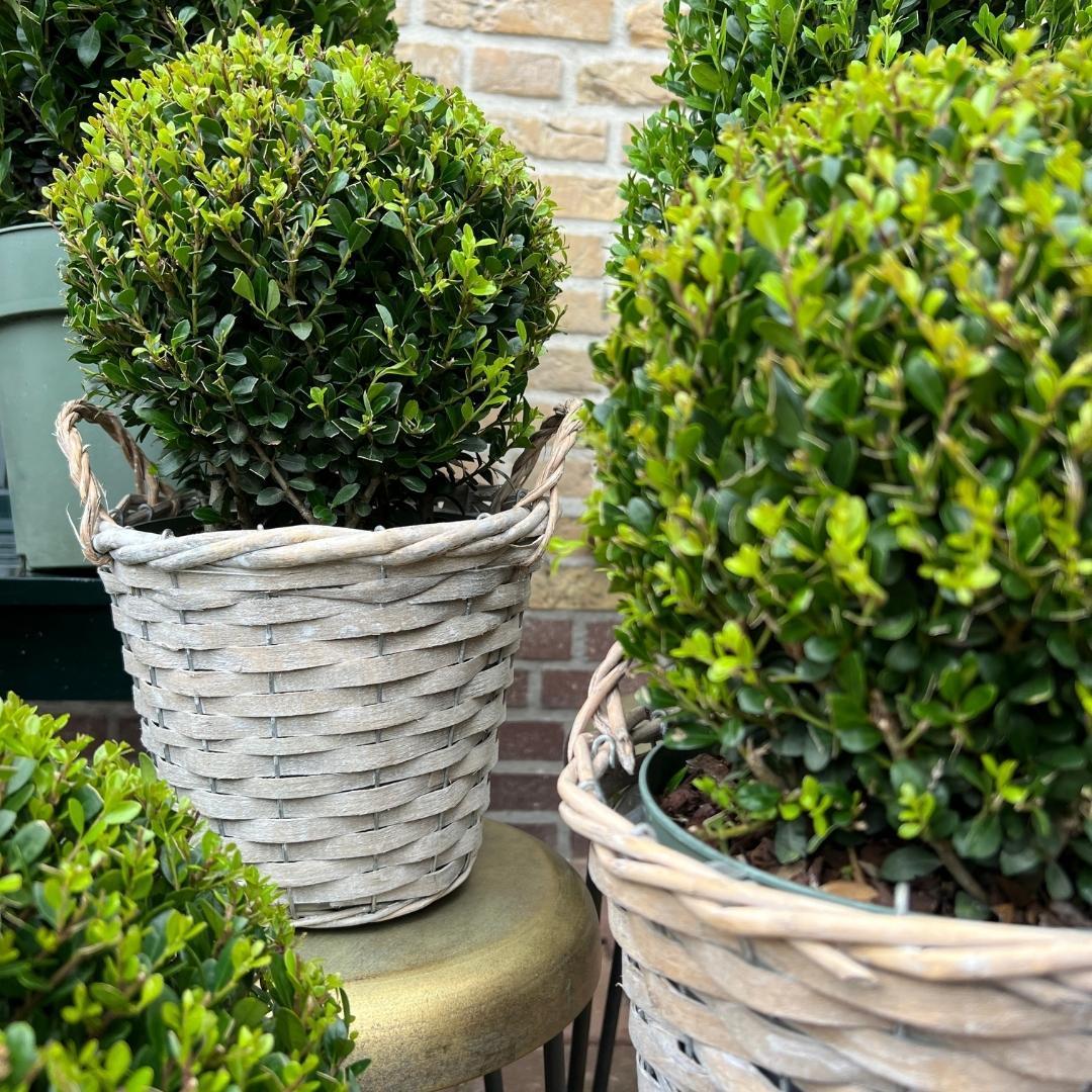 Ilex Houx plante de haie - comment l'entretenir ? - La Green Touch