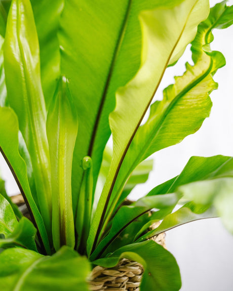 Pourquoi adopter des plantes tropicales pendant l’été ? - La Green Touch