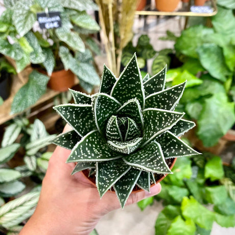 Quelles plantes d’intérieur choisir quand on part souvent en été ? - La Green Touch