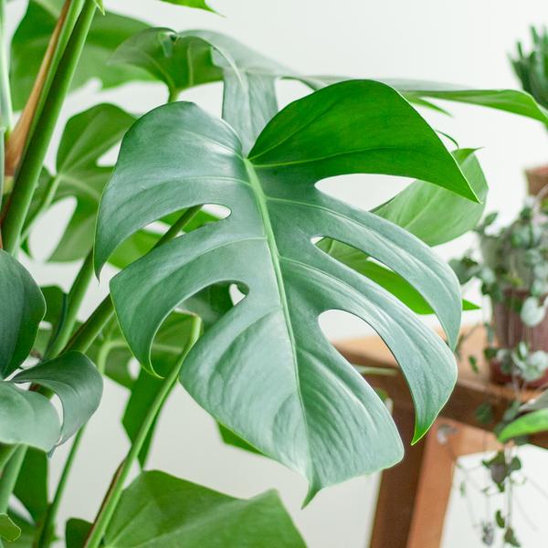Top 5 des plantes qui apportent de la fraîcheur à votre intérieur - La Green Touch