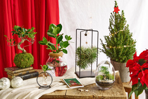 Terrariums & créations artisanales 