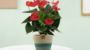 Anthurium & panier