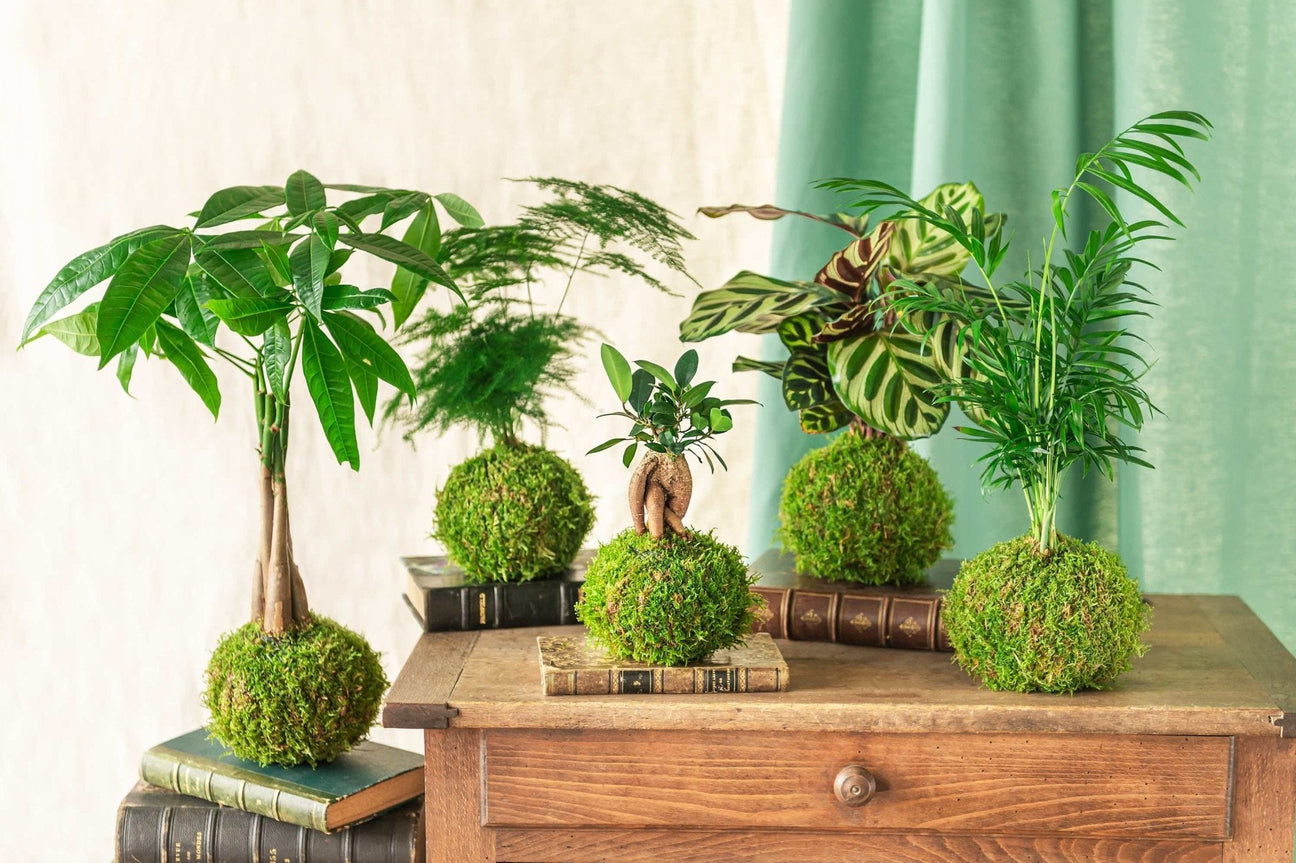 Kokedama - La Green Touch