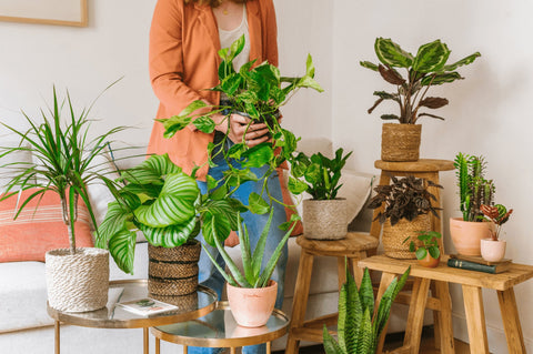 LA GREEN BOX - Abonnement de plantes