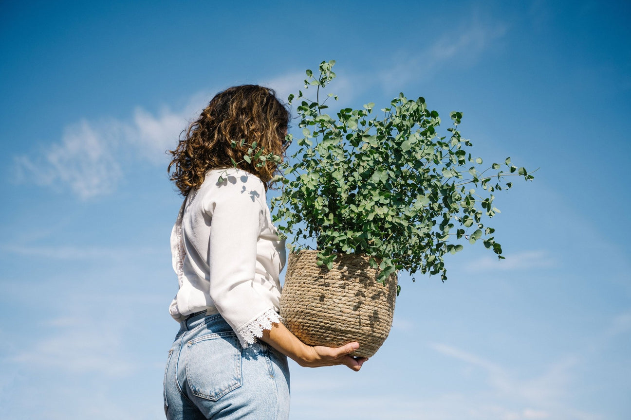 Plantes d'extérieur, la sélection de La Green Touch - La Green Touch