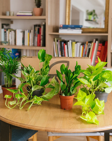 Plantes d'intérieur en promotion