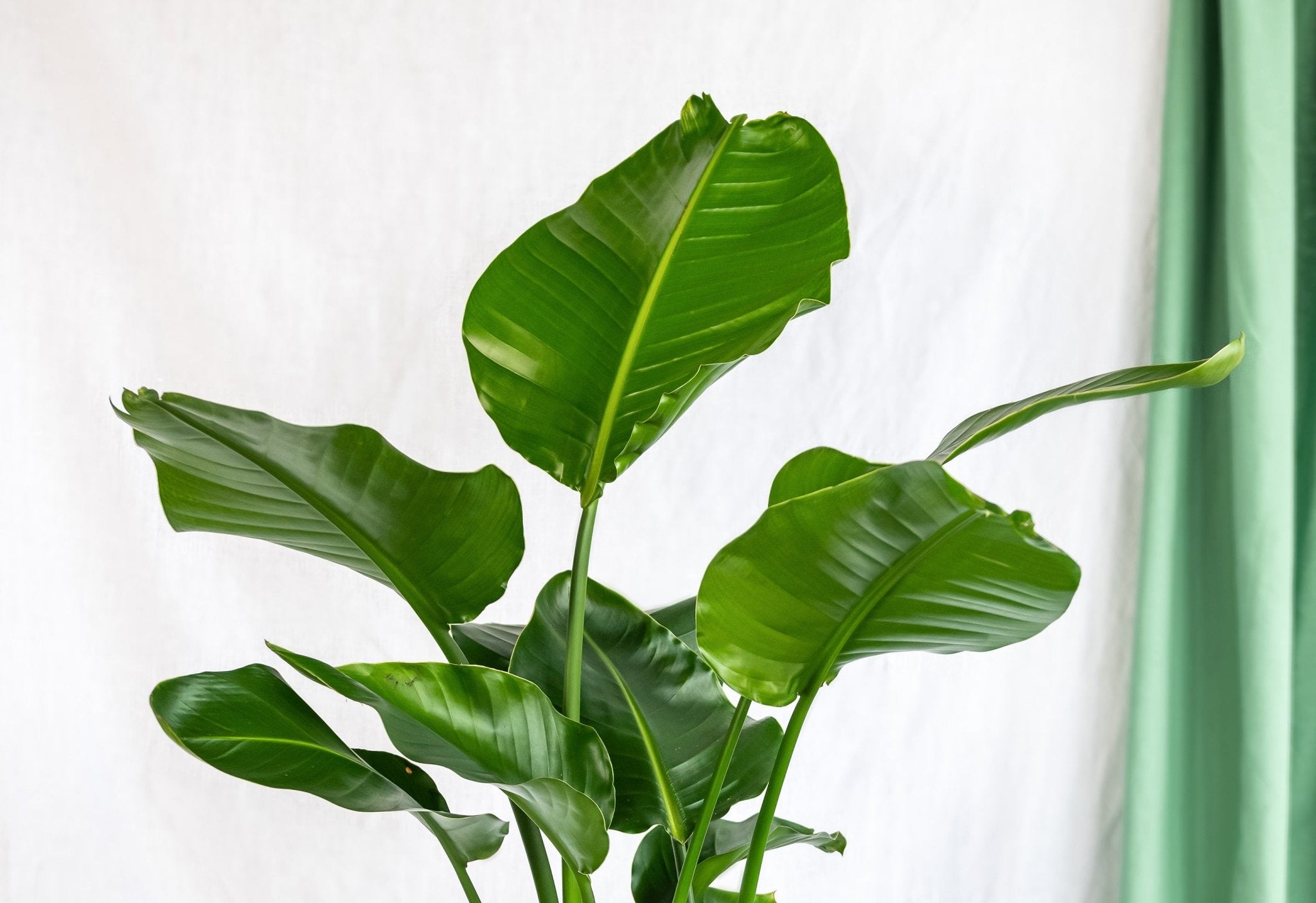 Plantes d'intérieur faciles d'entretien - La Green Touch
