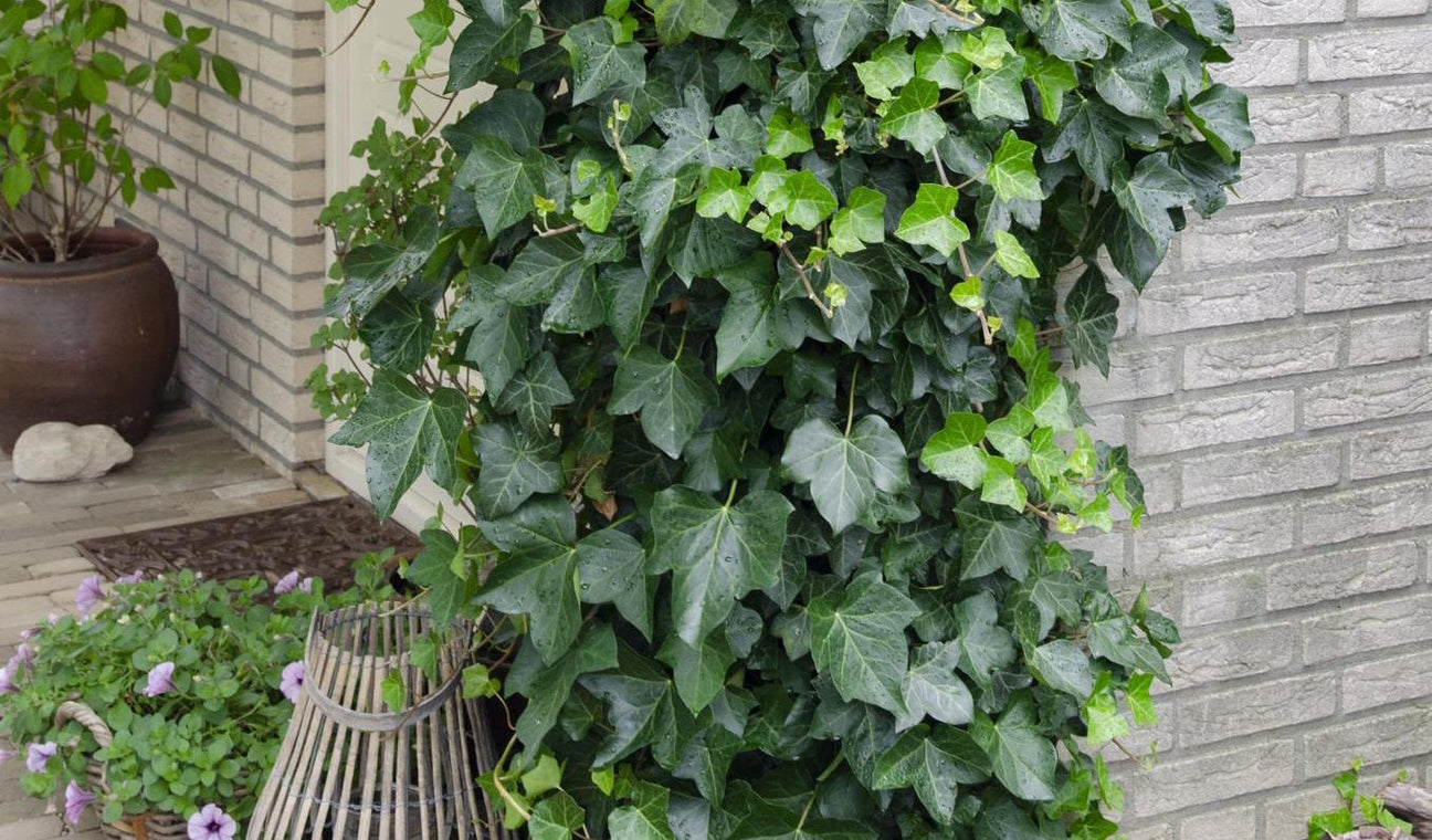 Plantes extérieures en pot pour balcon & terrasse - La Green Touch