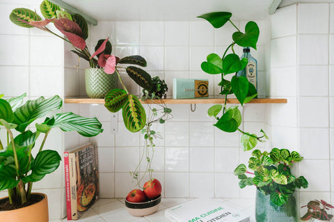 Plantes pour ma cuisine