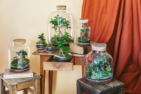 Terrariums