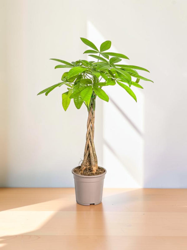 Pachira Aquatica Ø19cm - ↕80 cm