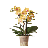 Orchidée Phalaenopsis jaune Blossom Lima - pot Ø9 cm