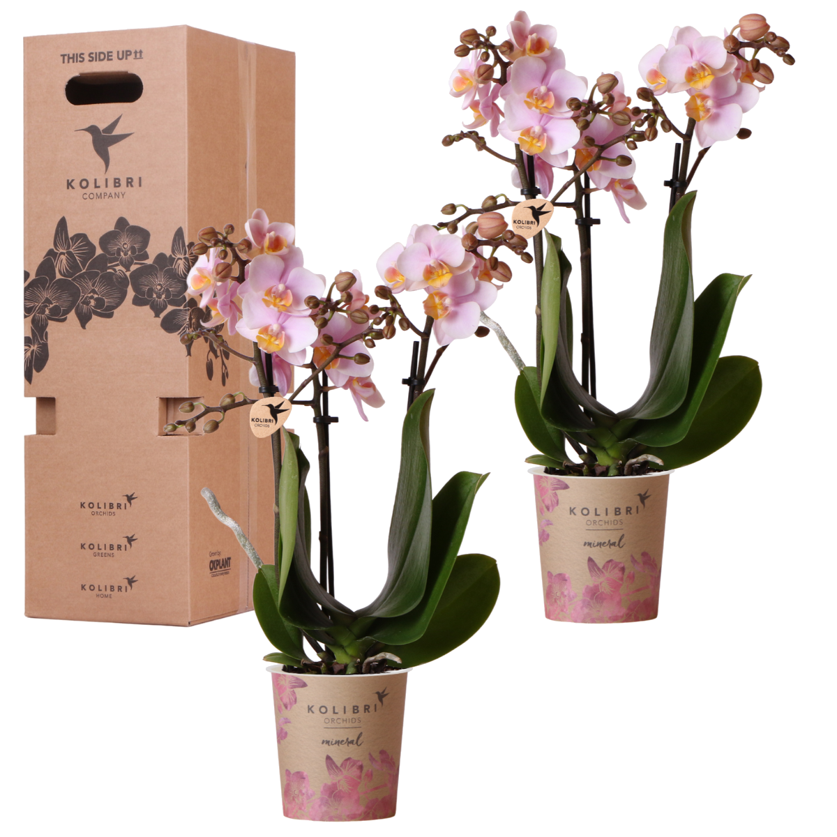 Orchidées surprise unies - 2 Phalaenopsis de même couleur - H 35 cm, pot Ø9 cm