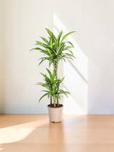 Dracaena Deremensis White Stripe Ø21cm - ↕90 - 110cm