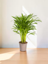 Dypsis Areca Lutescens Ø19cm - ↕80 - 100cm