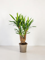 Yucca Elephantipes Vertakt Ø21cm - ↕60 - 70cm
