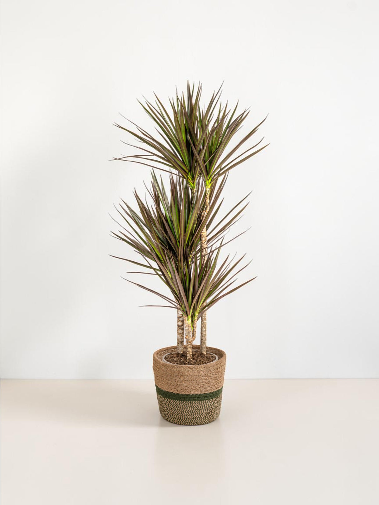 Dracaena Marginata Magenta met mand Ø21cm - ↕110 - 130cm