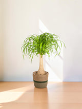 Beaucarnea Recurvata Stam met mand Ø21cm - ↕60 - 80cm