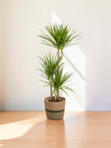 Dracaena Marginata Green met mand Ø21cm - ↕110 - 130cm