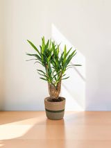 Yucca Elephantipes Vertakt met mand Ø21cm - ↕60 - 70cm