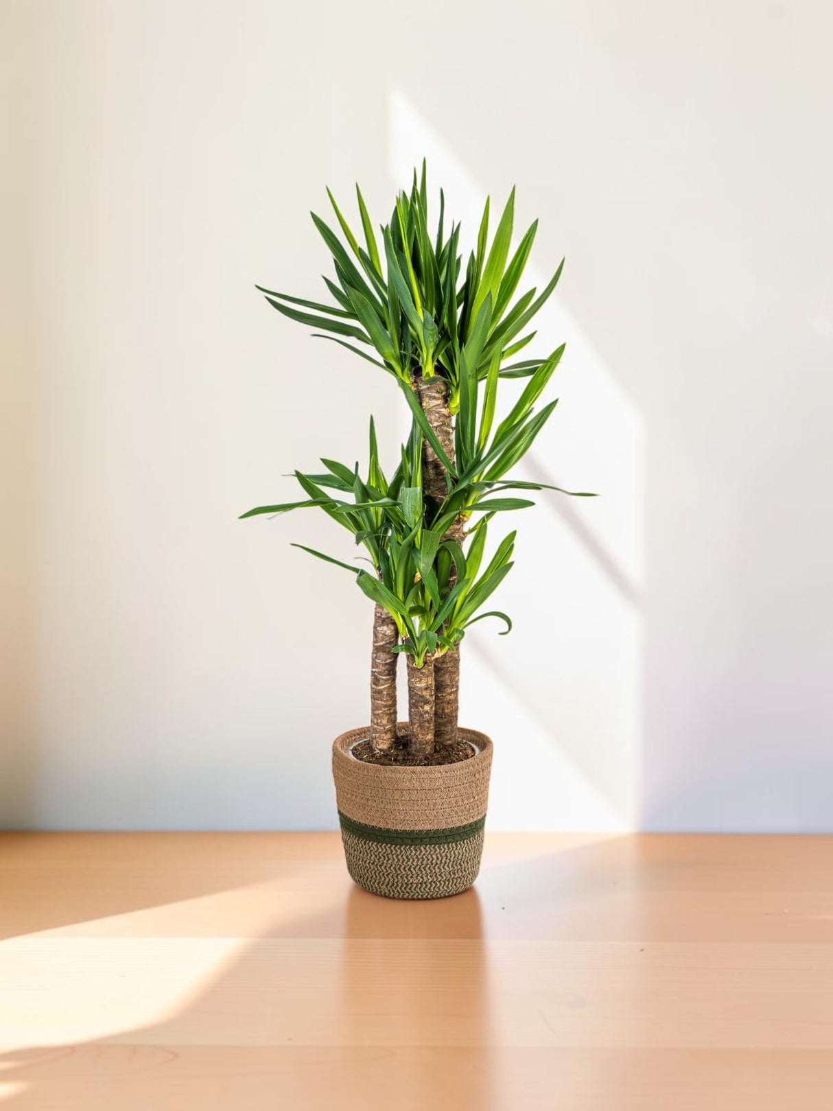 Yucca Elephantipes met mand Ø21cm - ↕90 - 110cm