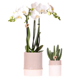 Orchidée blanche Mineral Amabilis et Calathea Freddie en cache-pots Bamboo - H 40 cm
