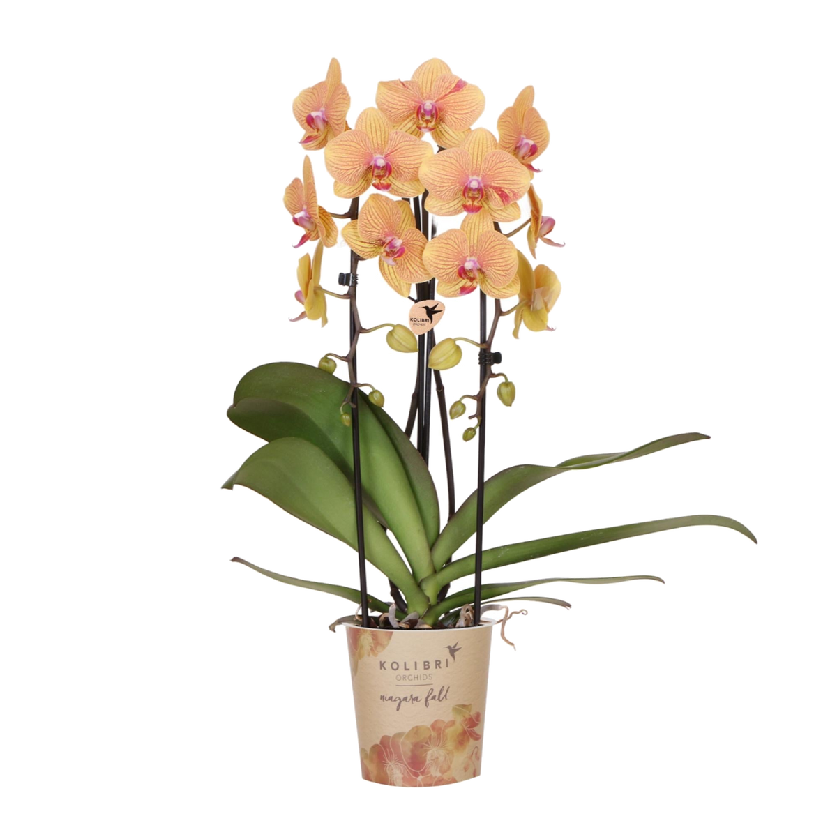 Kolibri Orchids | Oranje phalaenopsis orchidee potmaat Ø12cm | Sunny Bunny | bloeiende kamerplant - vers van de kweker